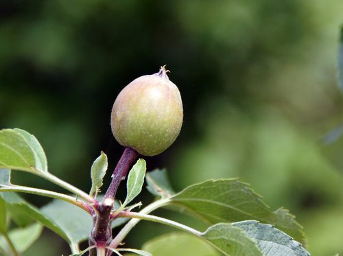 �Z���̃����S